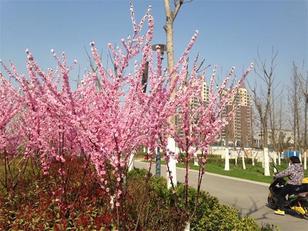 201603220841463215.jpg