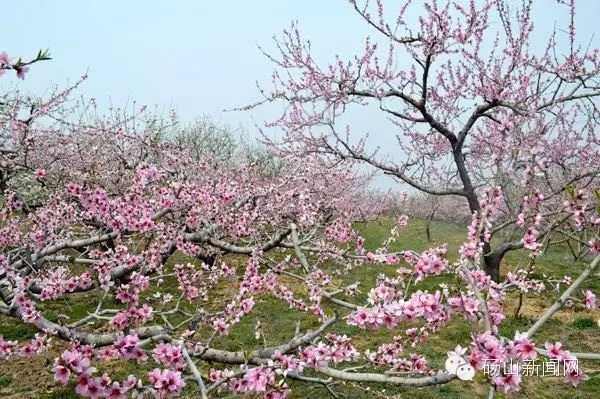 201604041142059086.jpg