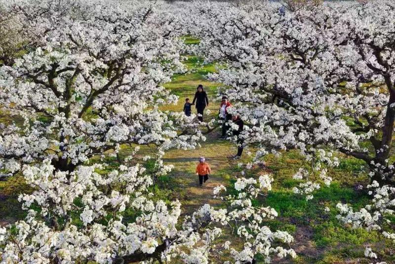 碭山：萬頃梨花競(jìng)相開 游客賞花踏青來