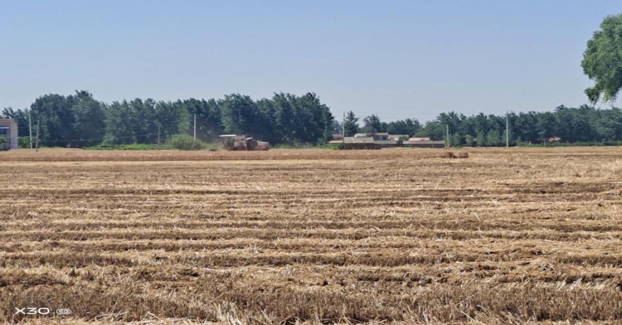 干群连心抢夏收助力乡村振兴路砀山县五项措施确保夏粮收购颗粒归仓