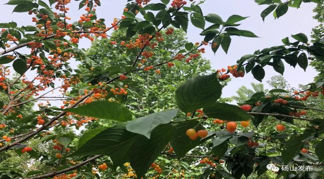 暖风吹红了枝头的“小灯笼”